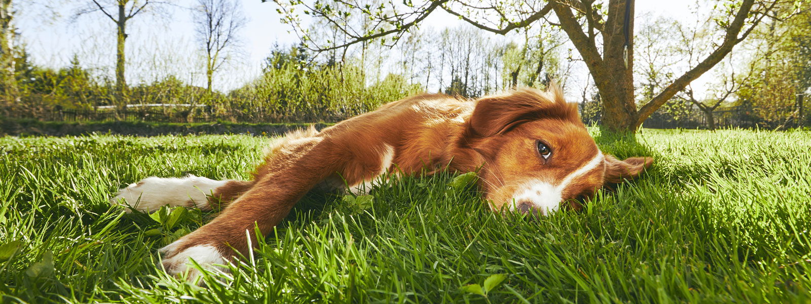 Hund der in der Wiese liegt und die Frühlingssonne genießt