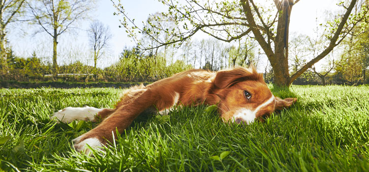 Hund der in der Wiese liegt und die Frühlingssonne genießt