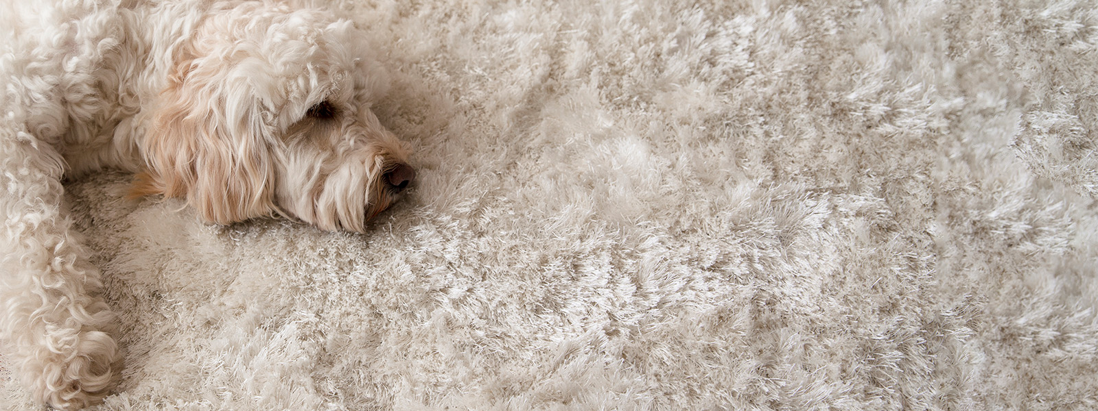 Hund liegt auf einem weißen Teppich