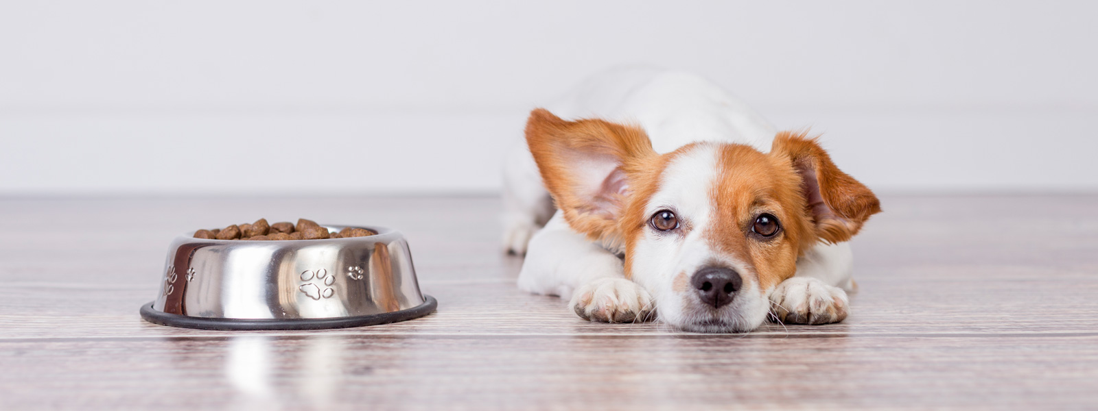 Hund liegt neben seiner vollen Futterschüssel und wünscht sich eine Futterumstellung