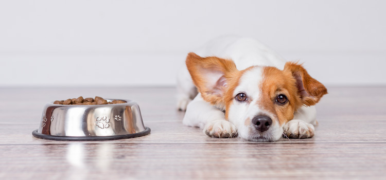 Hund liegt neben seiner vollen Futterschüssel und wünscht sich eine Futterumstellung