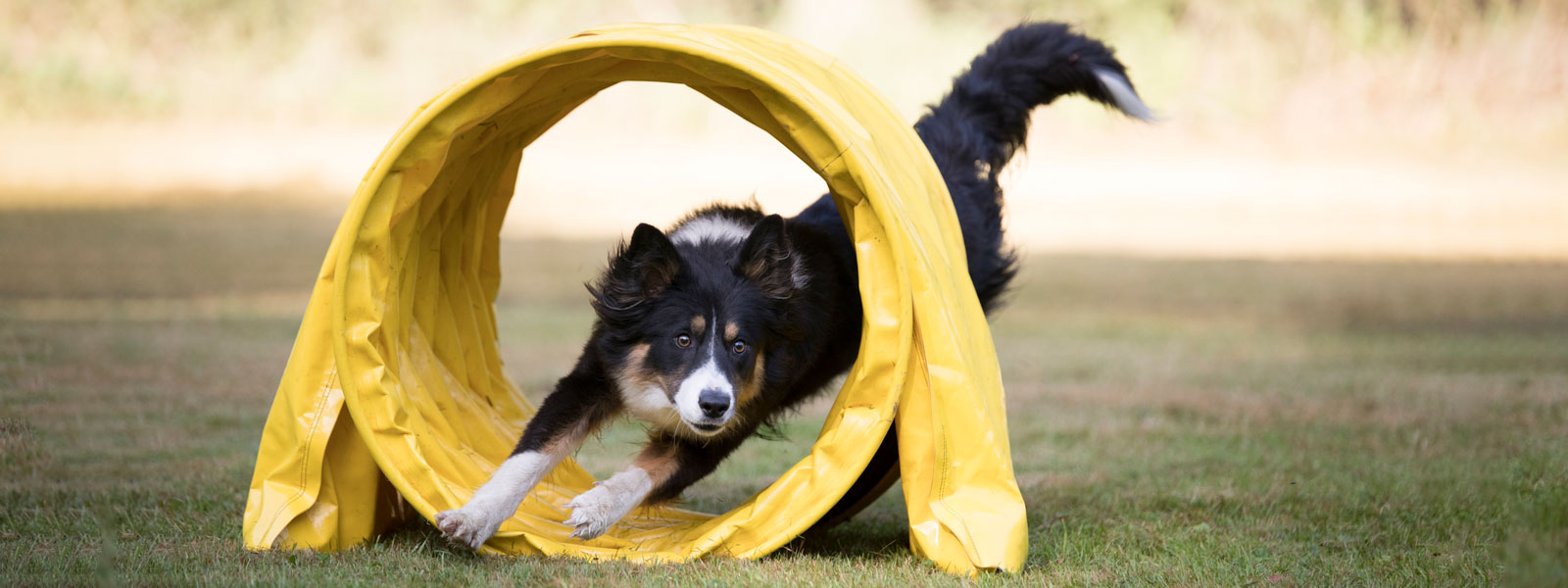 Hund läuft durch einen Hundeparkour