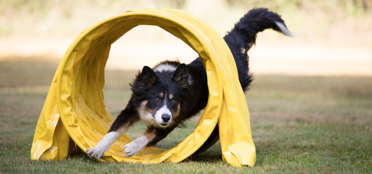 Hund läuft durch einen Hundeparkour