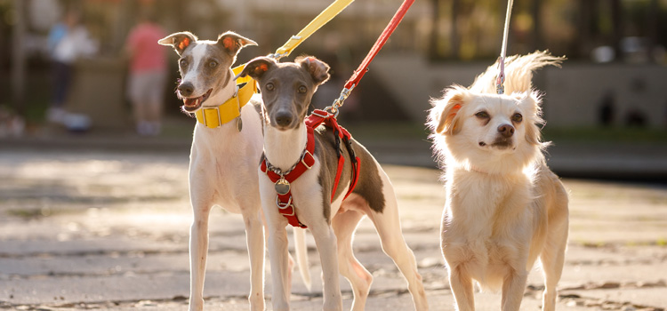 Drei Hunde an der Leine