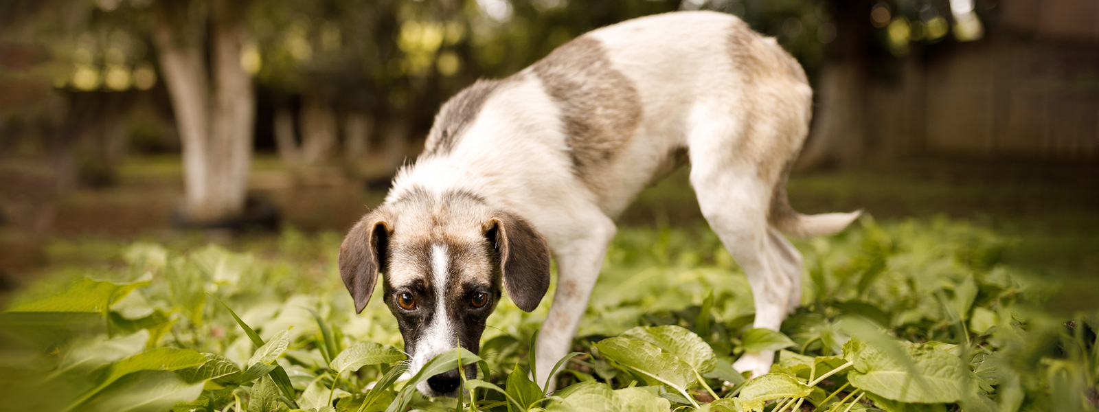 Hund schnuppert Blätter