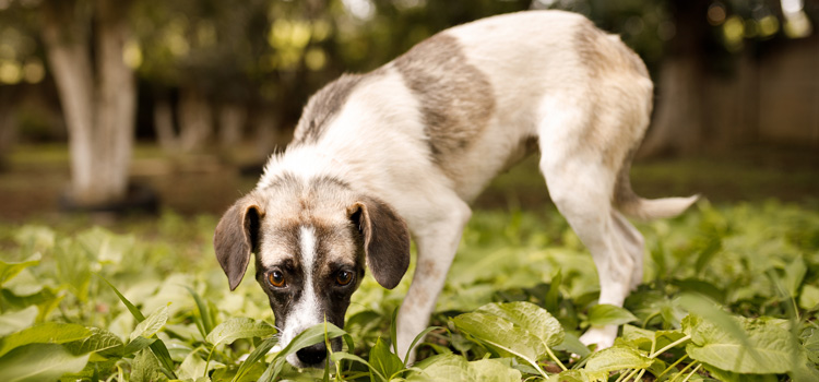 Hund schnuppert Blätter