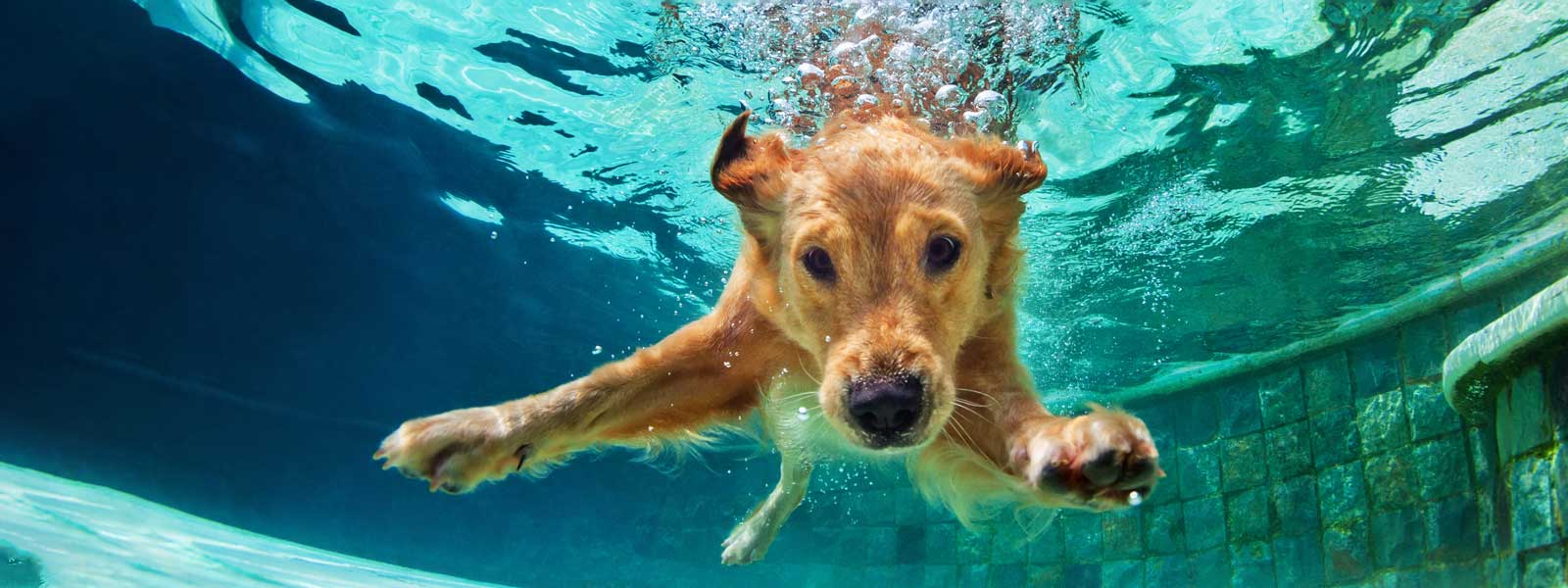 Ein Hund der in einem Pool schwimmt und gerade untergetaucht ist