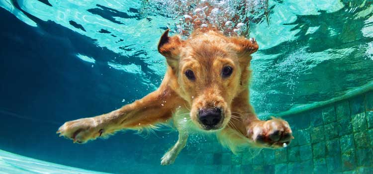 Ein Hund der in einem Pool schwimmt und gerade untergetaucht ist