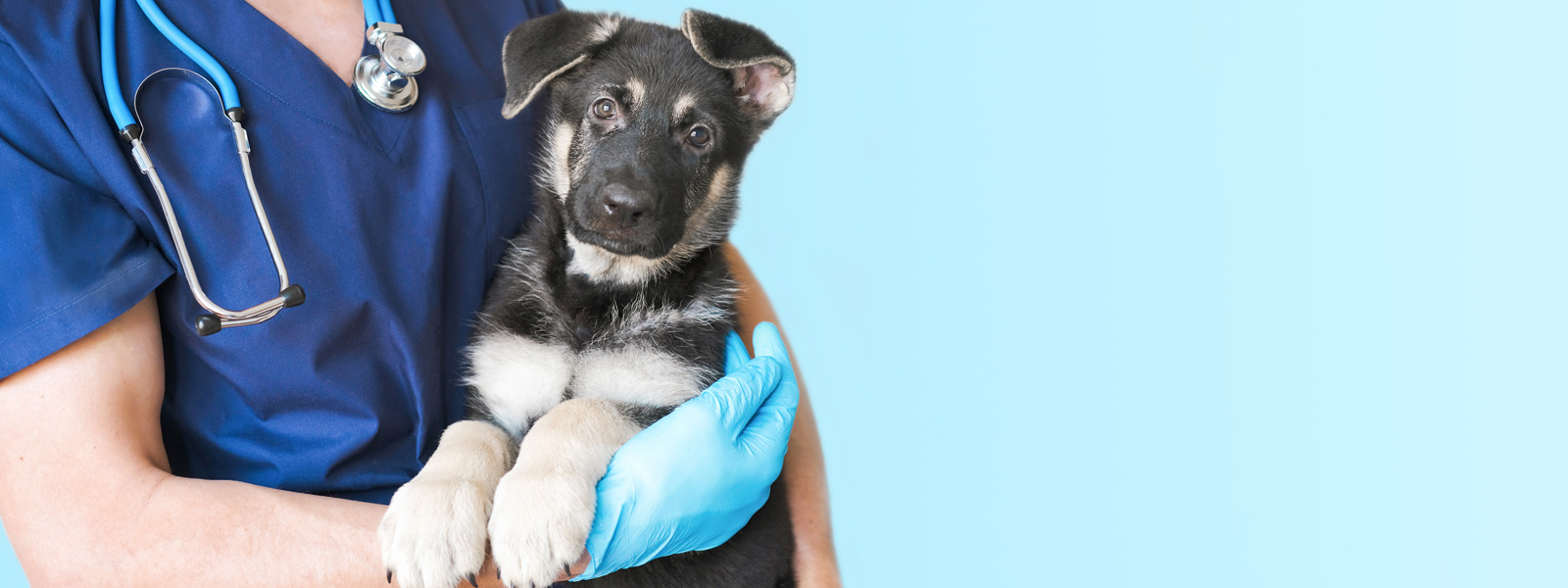 Tierärztin hält einen Hund in Ihren Armen