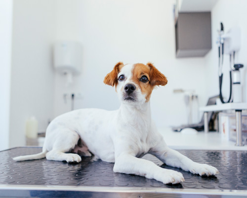 Hund liegt auf der Wage beim Tierarzt