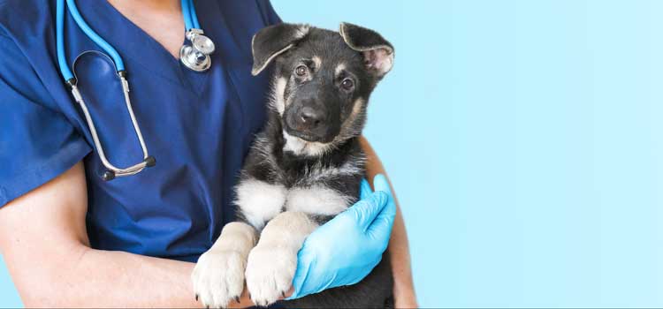 Tierärztin hält einen Hund in Ihren Armen