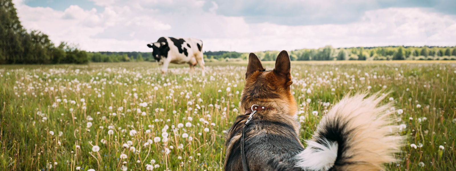 Hund auf einer Wiese mit einer Kuh