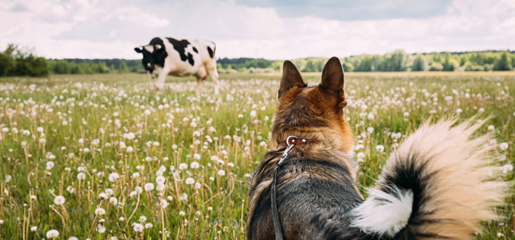 Hund auf einer Wiese mit einer Kuh