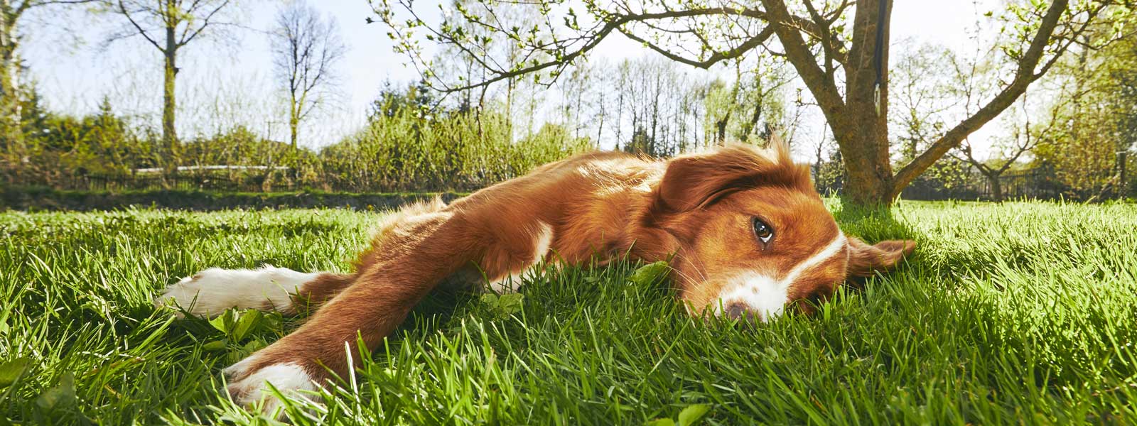 Hund liegt in einer Wiese