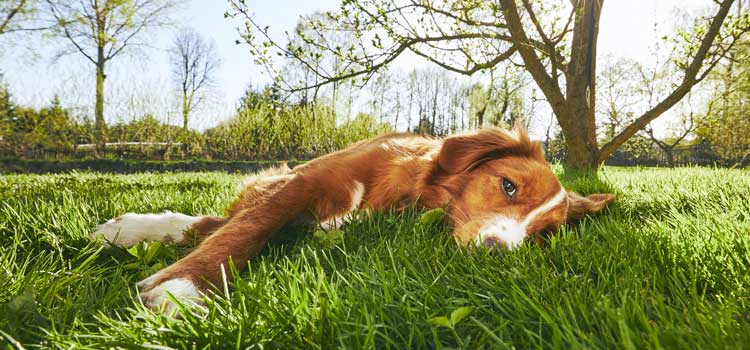 Hund liegt in einer Wiese