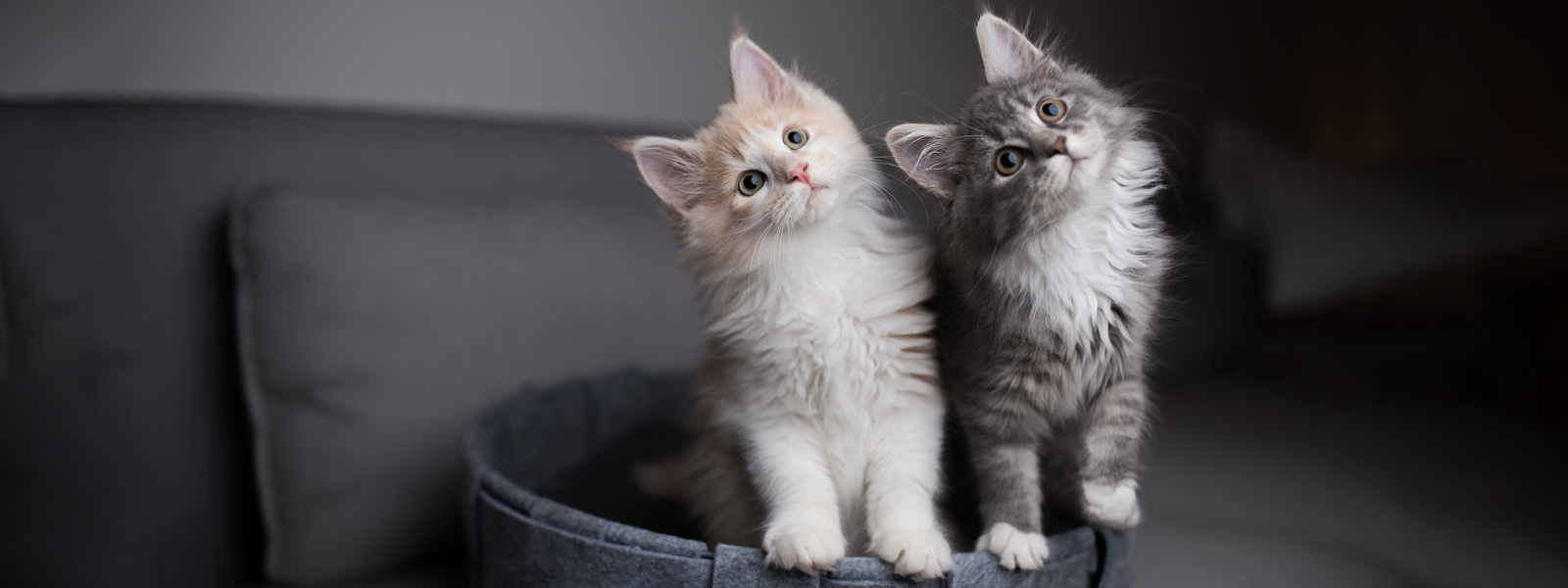 Zwei Kitten sitzen in einem Körbchen und schauen in die richtig und der Kamera und neigen dabei ihren Kopf