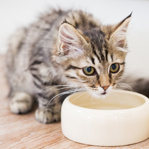 Ein Kitten frisst gerade aus ihrer Futterschüssel
