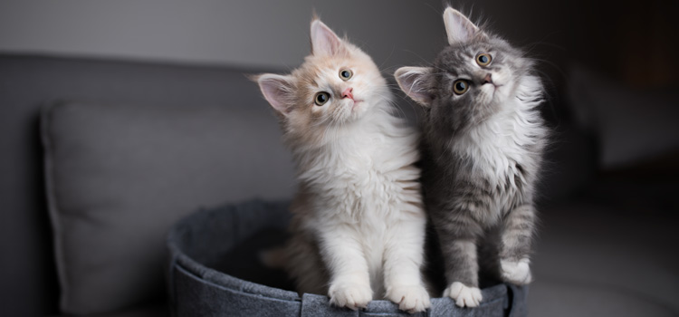 Zwei Kitten sitzen in einem Körbchen und schauen in die richtig und der Kamera und neigen dabei ihren Kopf