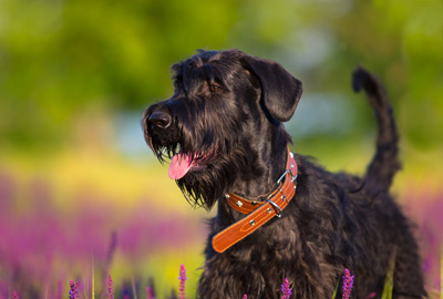 Ein Schnauzer auf einer blühenden Wiese