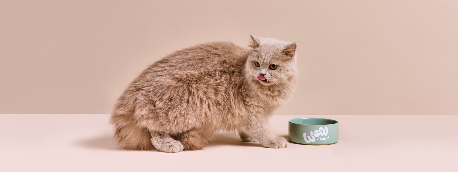Katze die vor ihrem Napf steht und sich das Maul leckt während sie nach hinten sieht