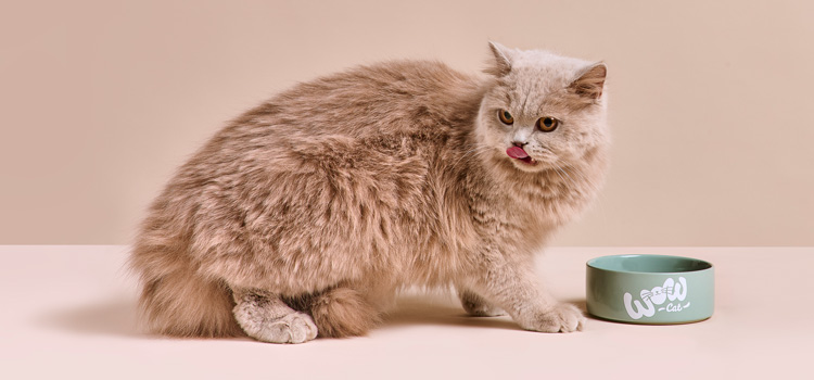 Katze die vor ihrem Napf steht und sich das Maul leckt während sie nach hinten sieht