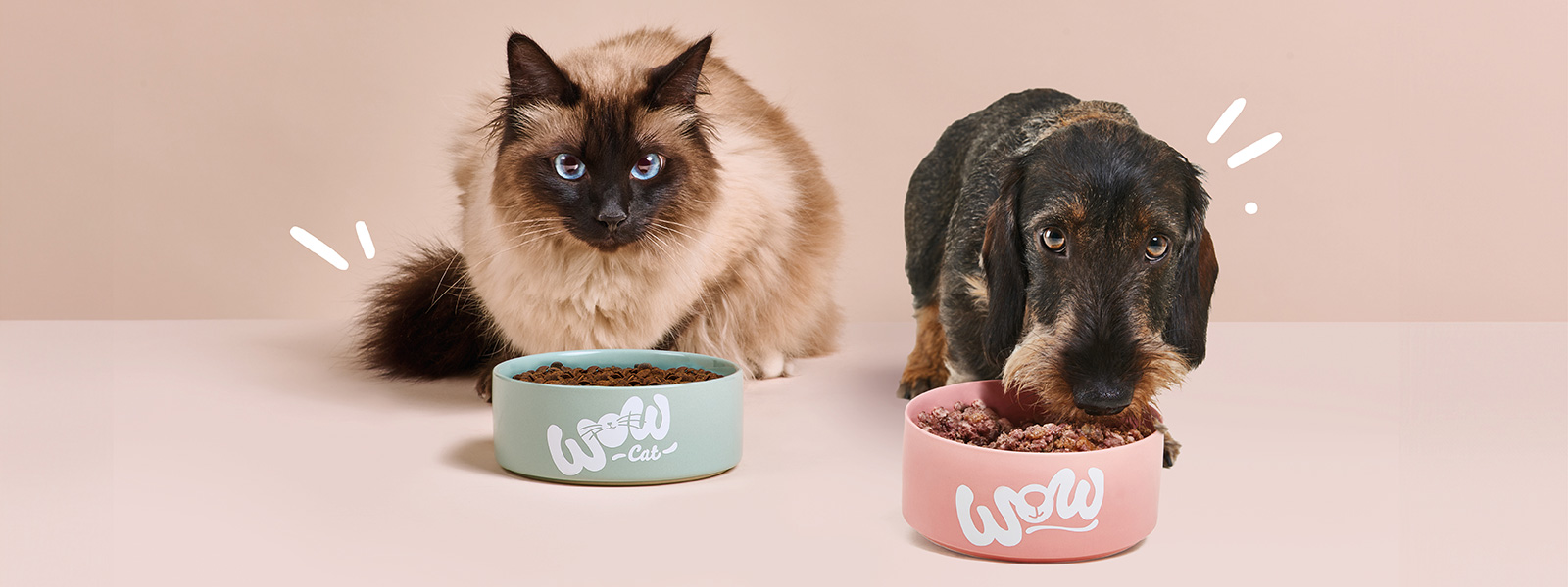 Eine Katze und ein Hund fressen aus einem Futternapf