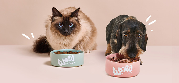 Eine Katze und ein Hund fressen aus einem Futternapf