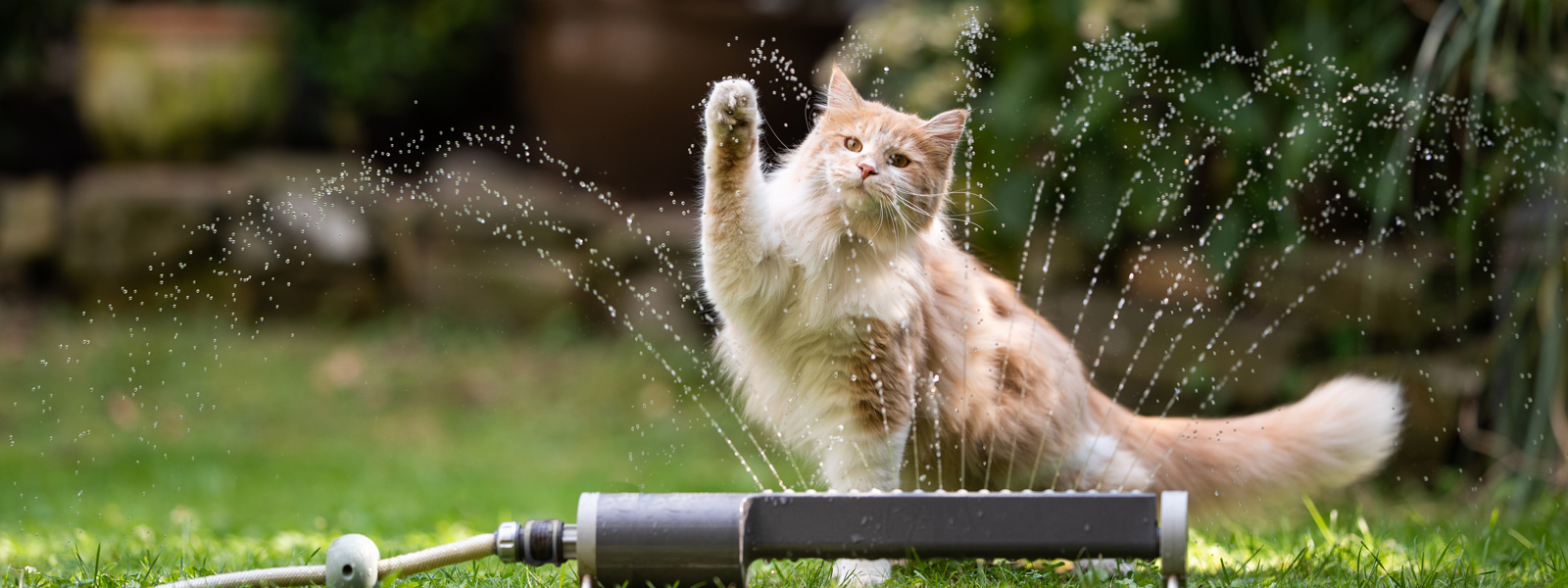 Katze steht in der Wiese und spielt mit einem Wasserschlauch und dem Wasser