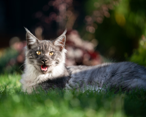 Katze liegt in der Wiese und miaut in die Kamera