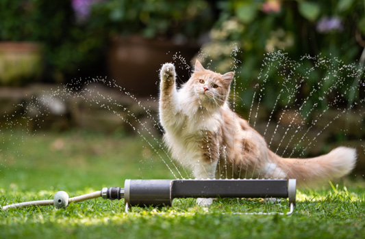 Katze steht in der Wiese und spielt mit einem Wasserschlauch und dem Wasser und hebt ihre Pfote