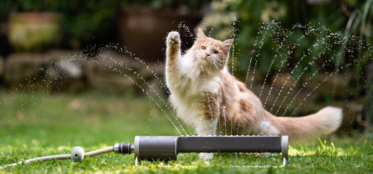 Katze steht in der Wiese und spielt mit einem Wasserschlauch und dem Wasser