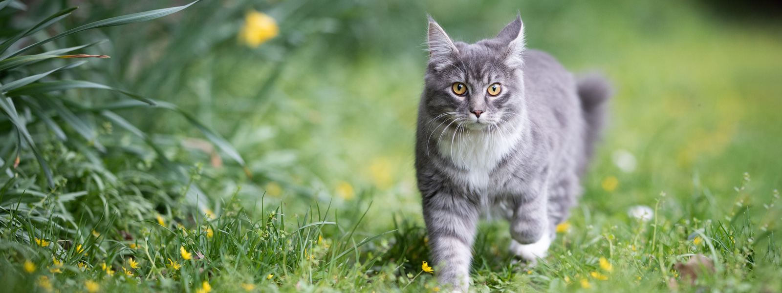 Graue Katze mit langem Fell läuft auf einer Wiese und sieht in die Kamera