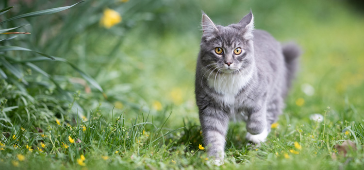 Graue Katze mit langem Fell läuft auf einer Wiese und sieht in die Kamera