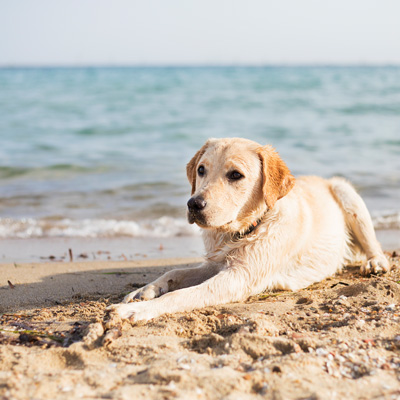 Hund liegt im Urlaub am Meer