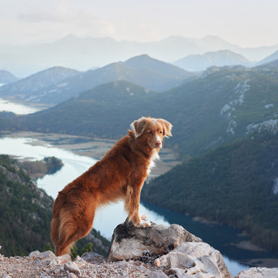 Mit Hund im Urlaub auf einem Berg