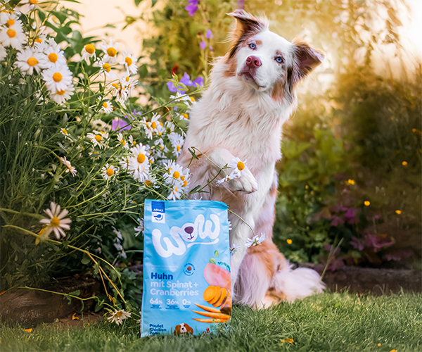 Hund mit WOW DOG Trockenfutter im Garten