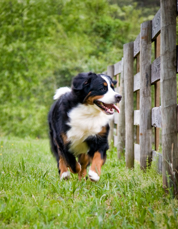 Hund läuft in der Natur neben einem Zaun