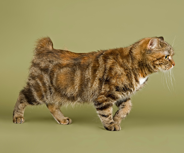 Eine Katze mit einem sehr kurzen Schwanz