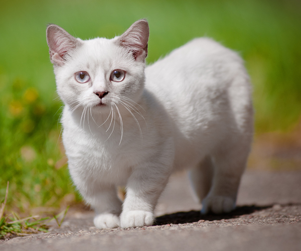 Eine Katze mit sehr kurzen Beinen spaziert am Weg