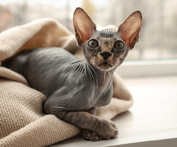 Eine Katze ohne Fell und sehr großen Ohren liegt auf einer Decke