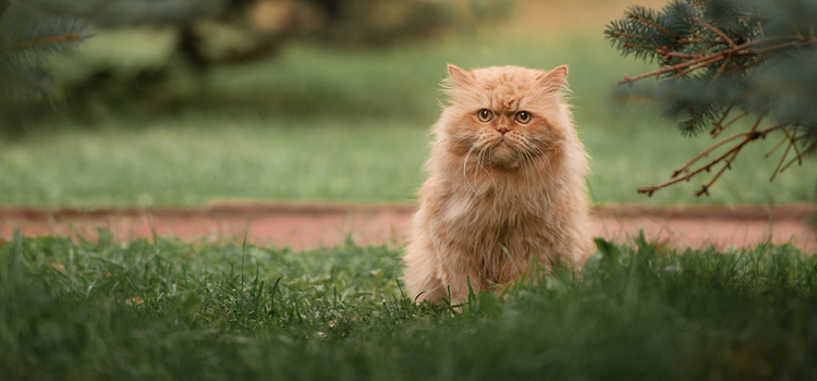Eine rote Katze sitzt auf einer Wiese