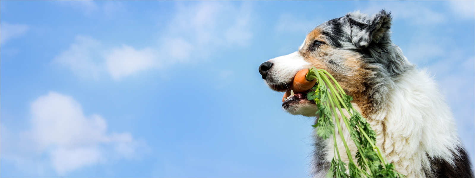 Hund mit einer Karotte im Maul