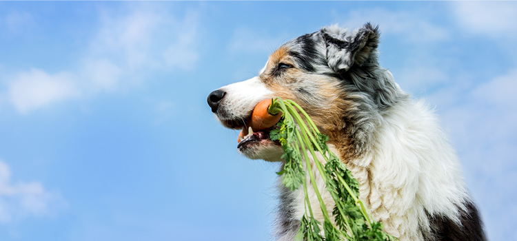 Hund mit einer Karotte im Maul
