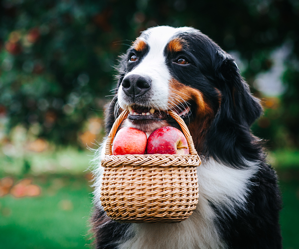 Hund mit einem Korb voller Äpfel