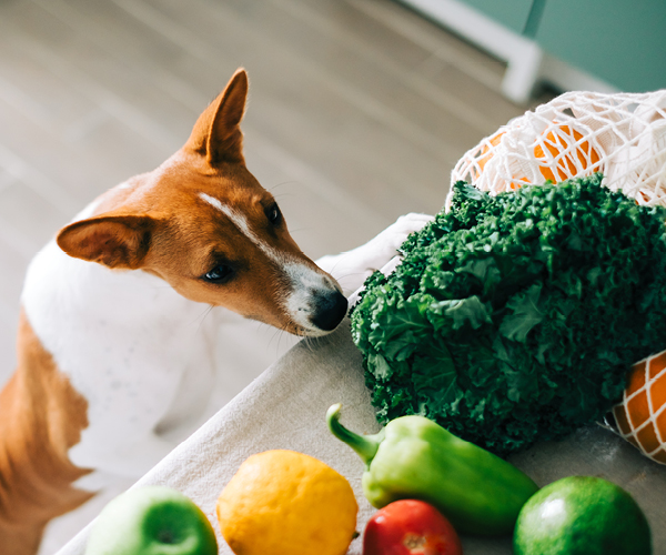 Hund schnüffelt an Gemüse