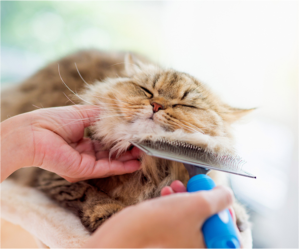Einer Katze wird mit einer Bürste das Fell gepflegt