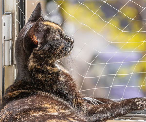 Eine Katze sitzt draußen auf einem gesicherten Balkon