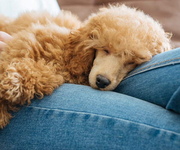 Ein Hund liegt mit dem Kopf auf dem Schoß von einer Frau