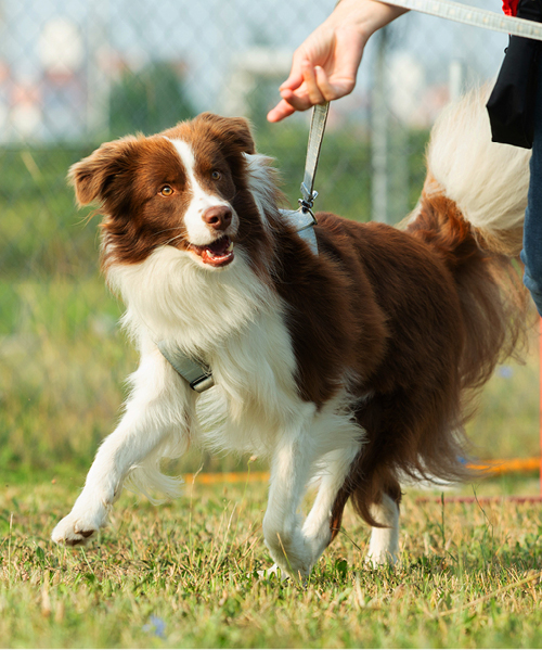 Hund läuft an der Leine