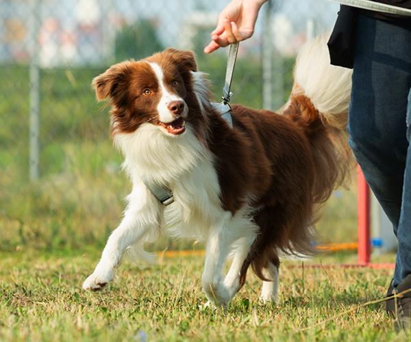 Hund läuft an der Leine